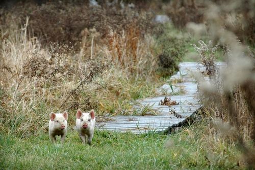 我們的環(huán)境會(huì)好嗎？——“數(shù)說(shuō)”大氣、水、土壤污染防治三大戰(zhàn)役